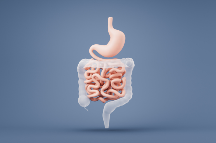 Gut Cleansing